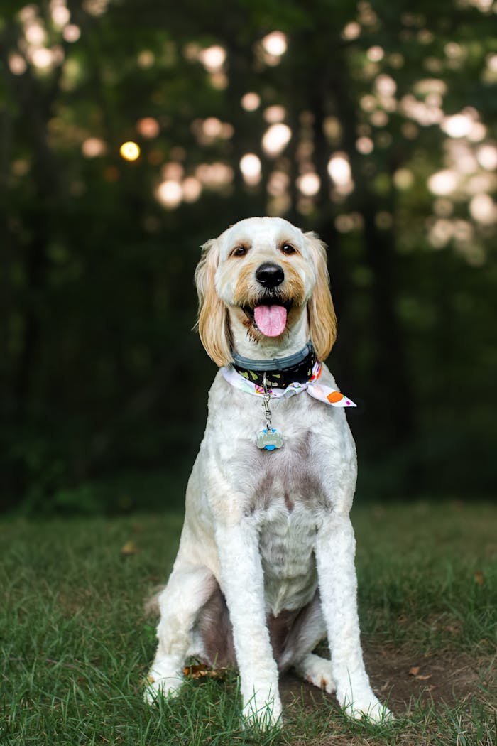 about-01 A cute Goldendoodle dog sits on grass with a happy expression in a park.
